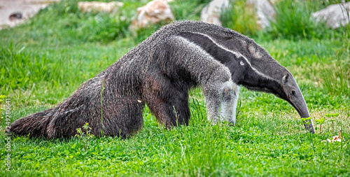 Giant anteater. Latin name - Myrmecophaga tridactyla	 photo