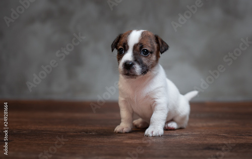 Fototapeta Naklejka Na Ścianę i Meble -  Jack Russell Terrier puppy with brown spots on the face sitting on a wooden floor against a gray wall.