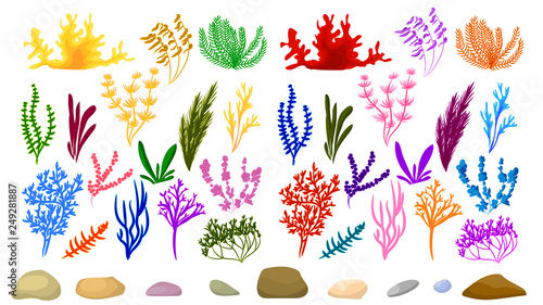 vector image of seaweed