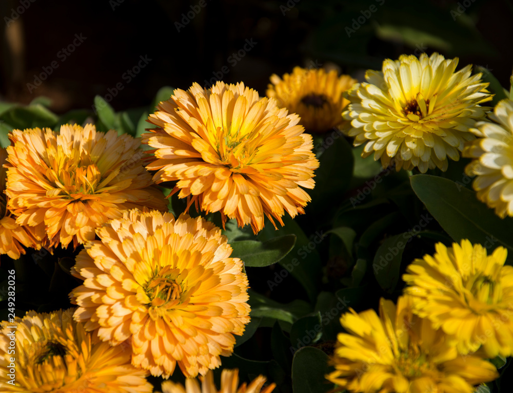 Obraz premium flowers