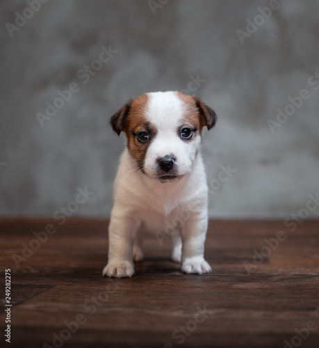 Jack Russell Terrier puppy with brown spots stands on the wooden floor against the background of a gray wall.