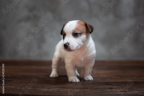 Fototapeta Naklejka Na Ścianę i Meble -  Jack Russell Terrier puppy with brown spots stands on the wooden floor against the background of a gray wall.
