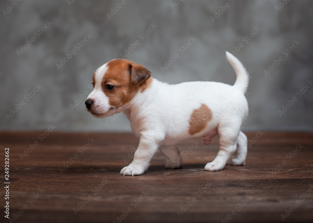 Jack Russell Terrier puppy with brown spots stands on the wooden floor against the background of a gray wall.