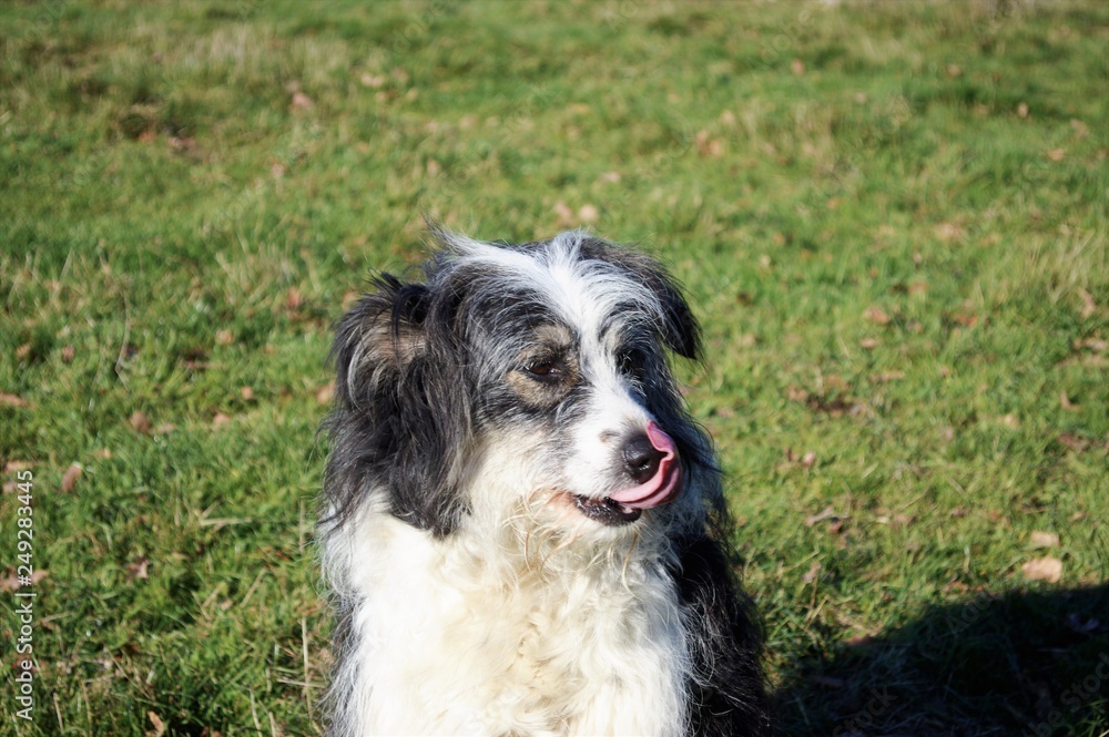 dog on grass dog on grass