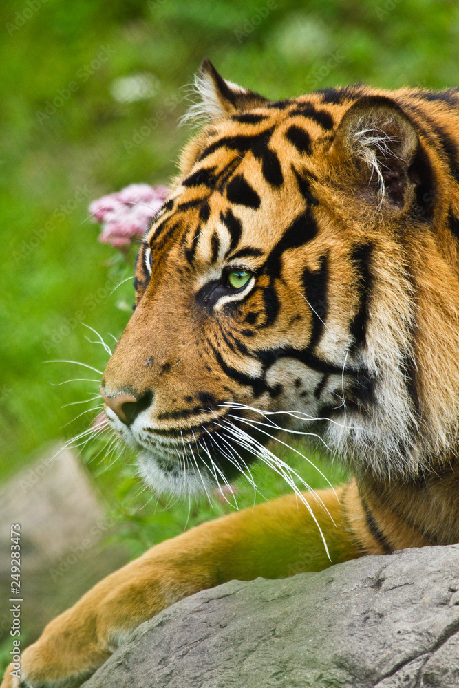 Obraz premium Tygrys sumatrzański (Panthera tigris sumatrae)