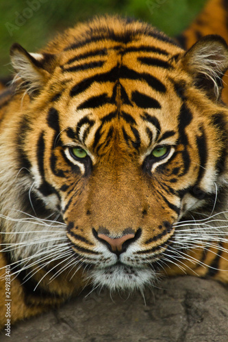 Sumatra-Tiger (Panthera tigris sumatrae)