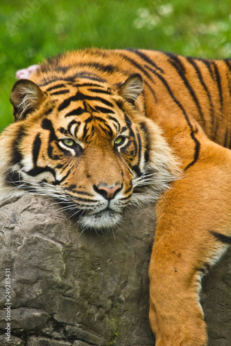 Sumatra-Tiger  Panthera tigris sumatrae 