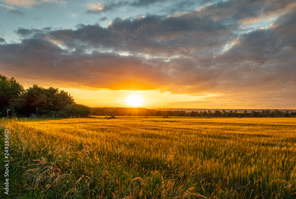 The sunset over wheat field in Germany