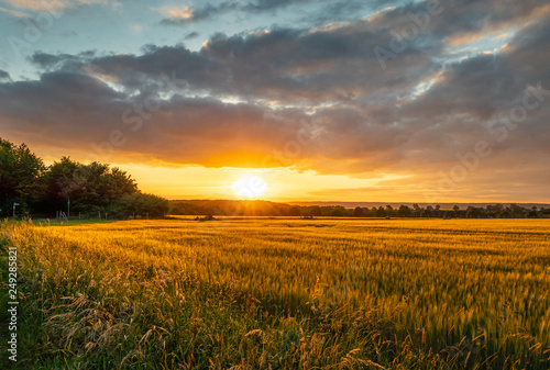 The sunset over wheat field in Germany photo