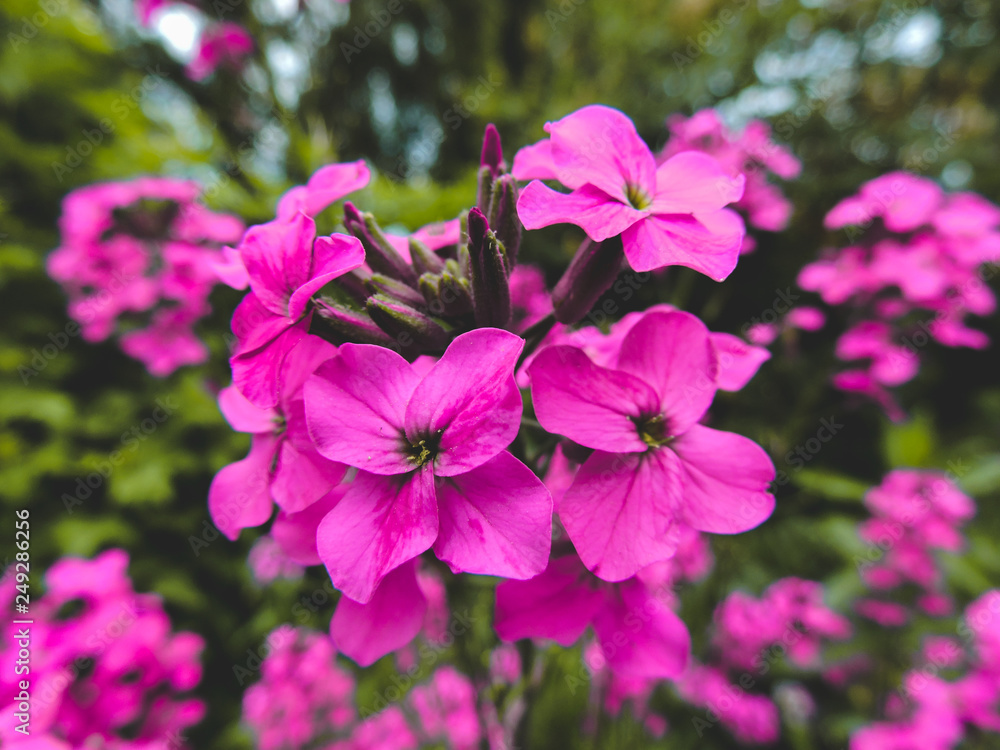 Beautiful pink flowers, close-up. Spring summer border template floral background. Light air delicate artistic image, free space. Pink flower background : close up of blue flower. Beautiful pink flowers, close-up. Spring summer border template floral background. Light air delicate artistic image, free space. Pink flower background : close up of blue flower.