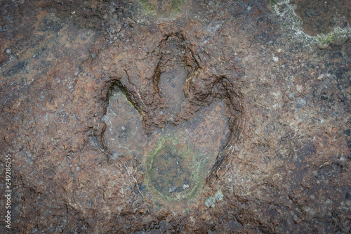 Foto The footprints of dinosaur on a stone