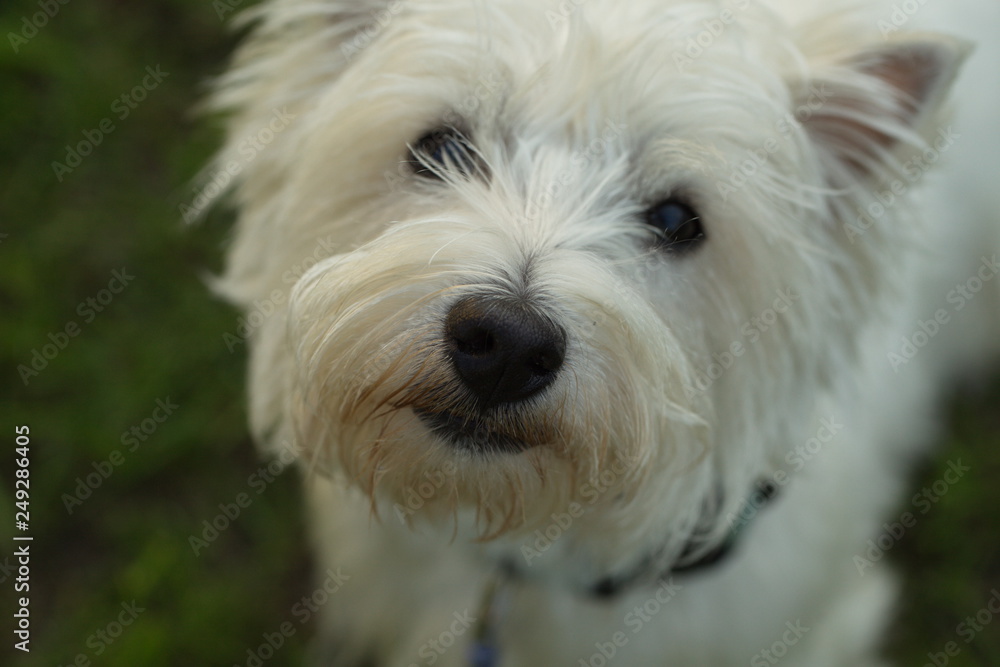 funny dog terrier schnauzer on a walk funny dog terrier schnauzer on a walk