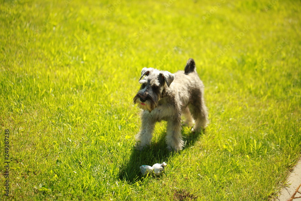 Fototapeta premium dog on grass