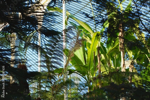 Tropical Foliage