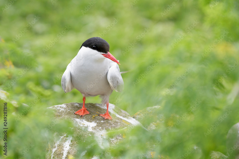 Arctic tern (Sterna paradisaea) perched on rock, Farne Islands, Northumberland, England, UK. Arctic tern (Sterna paradisaea) perched on rock, Farne Islands, Northumberland, England, UK.