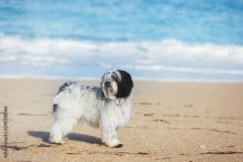 Quadro em tela Tibetan terrier dog standing alone on sand at beach