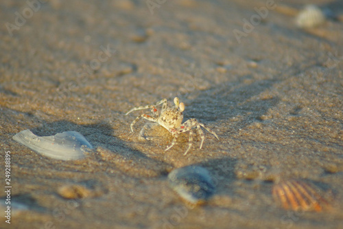Macro photo of a sand crab on the beach © Vlad