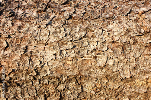 dry wood bark, texture, background