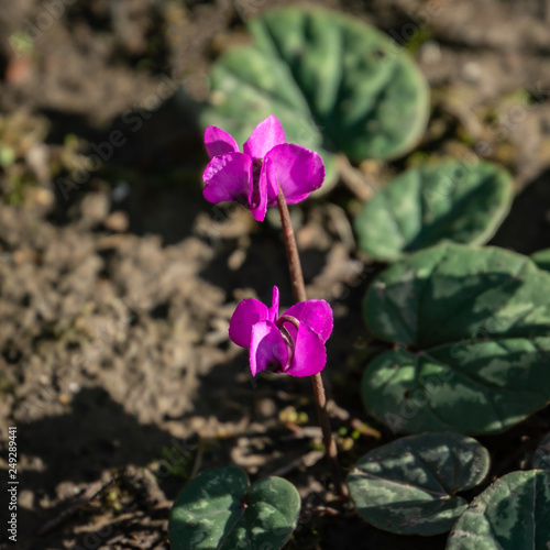 Close up of bright pink Сyclamen coum caucasicum with beautiful patterned leaves against background of the earth in garden. Forest wild Cyclamens bloom in winter and early spring. Selective focus. photo