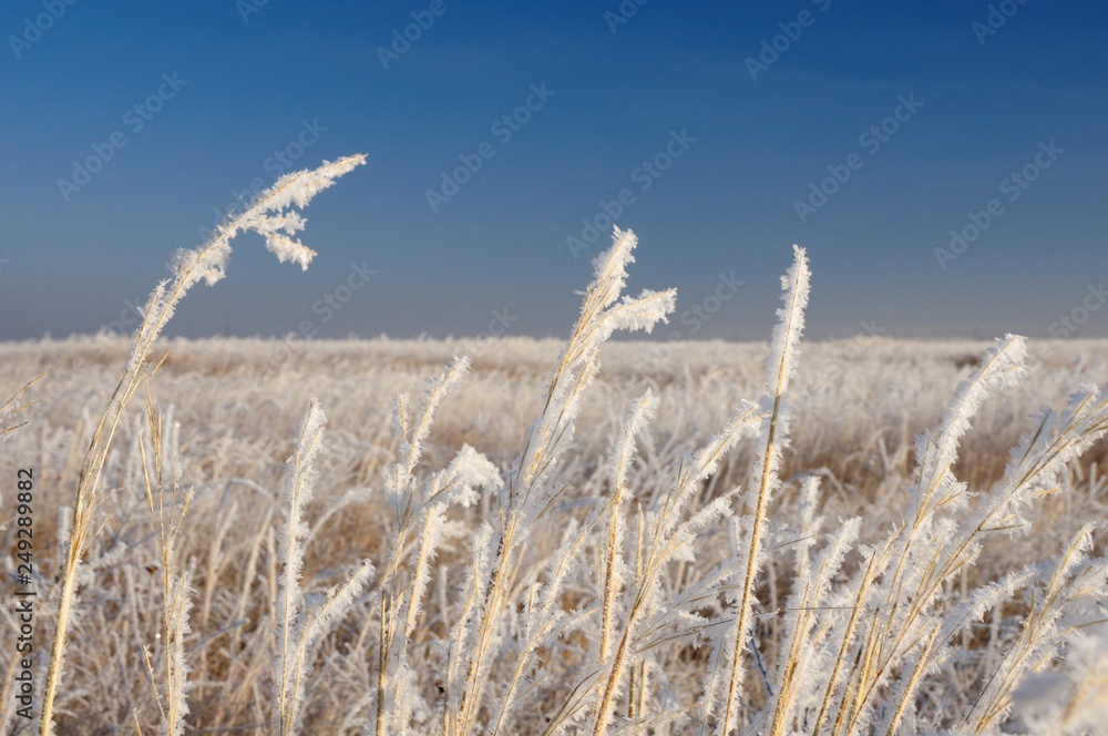 Fototapeta premium Frozen dry yellow grass under dark blue sky in Khakassia, Russia 