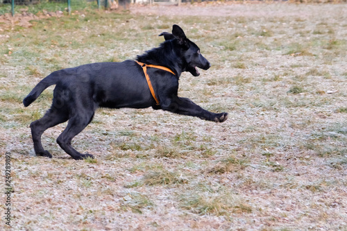 Black German Sheepard Dog Puppy in training class. Portrait, Running, Dog Trainer