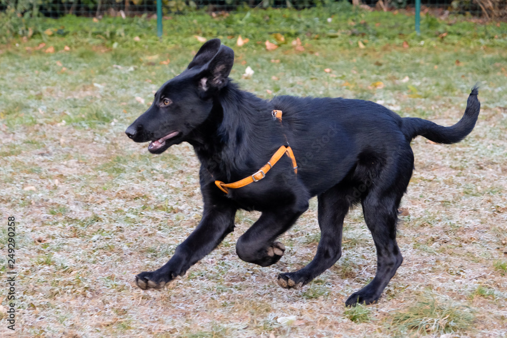 Black German Sheepard Dog Puppy in training class. Portrait, Running, Dog Trainer Black German Sheepard Dog Puppy in training class. Portrait, Running, Dog Trainer
