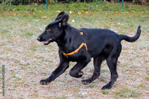 Black German Sheepard Dog Puppy in training class. Portrait  Running  Dog Trainer