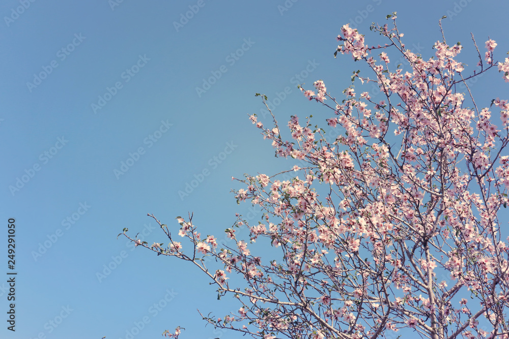 background of spring cherry blossoms tree. selective focus. background of spring cherry blossoms tree. selective focus.