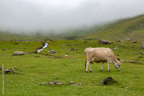 grazing cow on the misty mountains