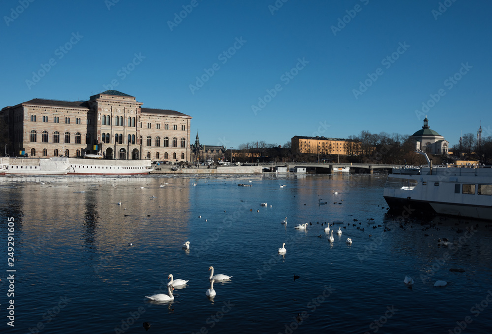 An early sunny spring day in Stockholm, birds and ice drifting on flow of meltwater