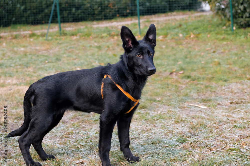 Black German Sheepard Dog Puppy in training class. Portrait, Running, Dog Trainer Black German Sheepard Dog Puppy in training class. Portrait, Running, Dog Trainer