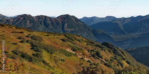 Russia. far East. The hills of the Kamchatka Peninsula are almost all covered with stone birch, cedar and various shrubs.