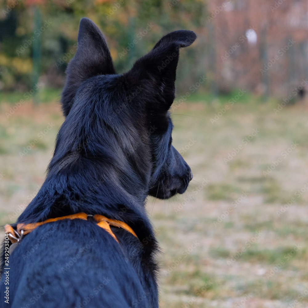 Black German Sheepard Dog Puppy in training class. Portrait, Running, Dog Trainer