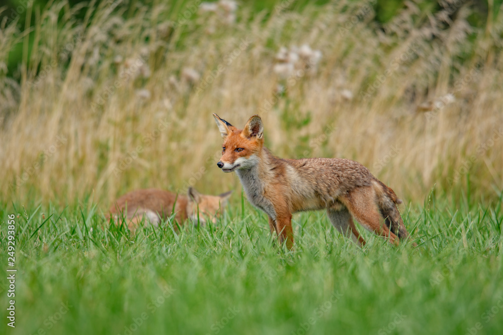 Obraz premium Cute Red Fox, Vulpes vulpes in fall forest. Beautiful animal in the nature habitat. Wildlife scene from the wild nature. Red fox running in orange autumn leaves
