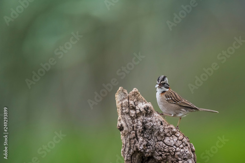 Rufous collared Sparrow, Pampas, Patagonia, Argentina