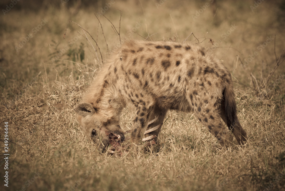 Hyena, Kruger National Park, South Africa