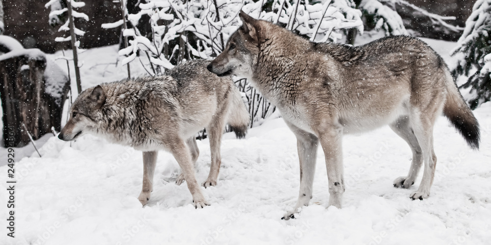 Obraz premium Wolves male and female play during mating in a snowy winter forest
