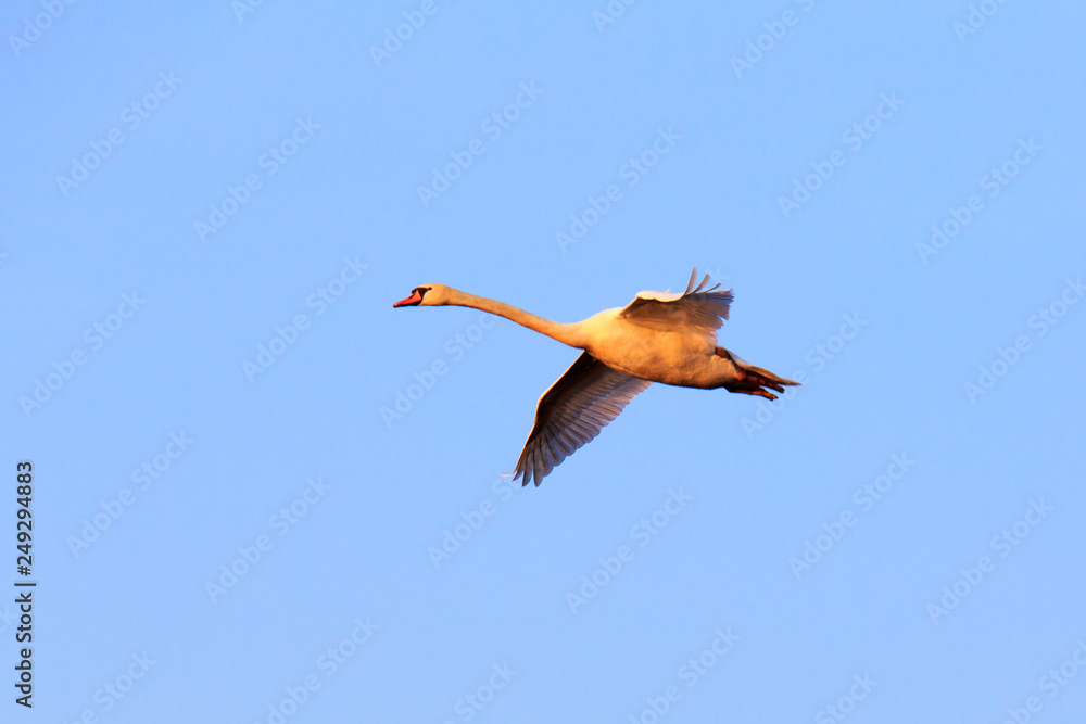 Obraz premium Fliegender Schwan