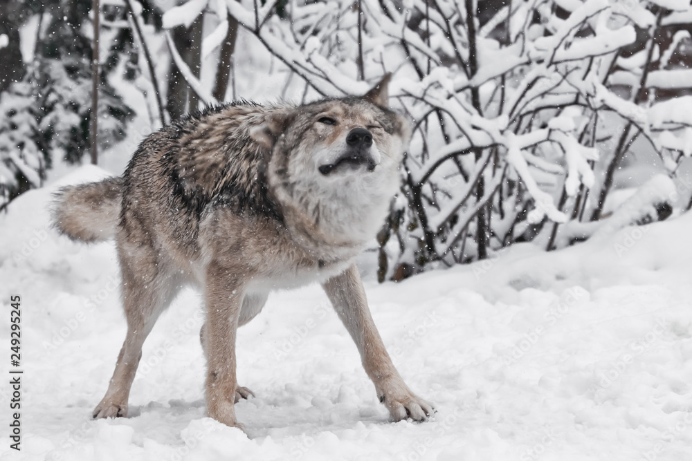 Naklejka premium The wolf (female wolf) vigorously shakes off hair from snow during a snowfall