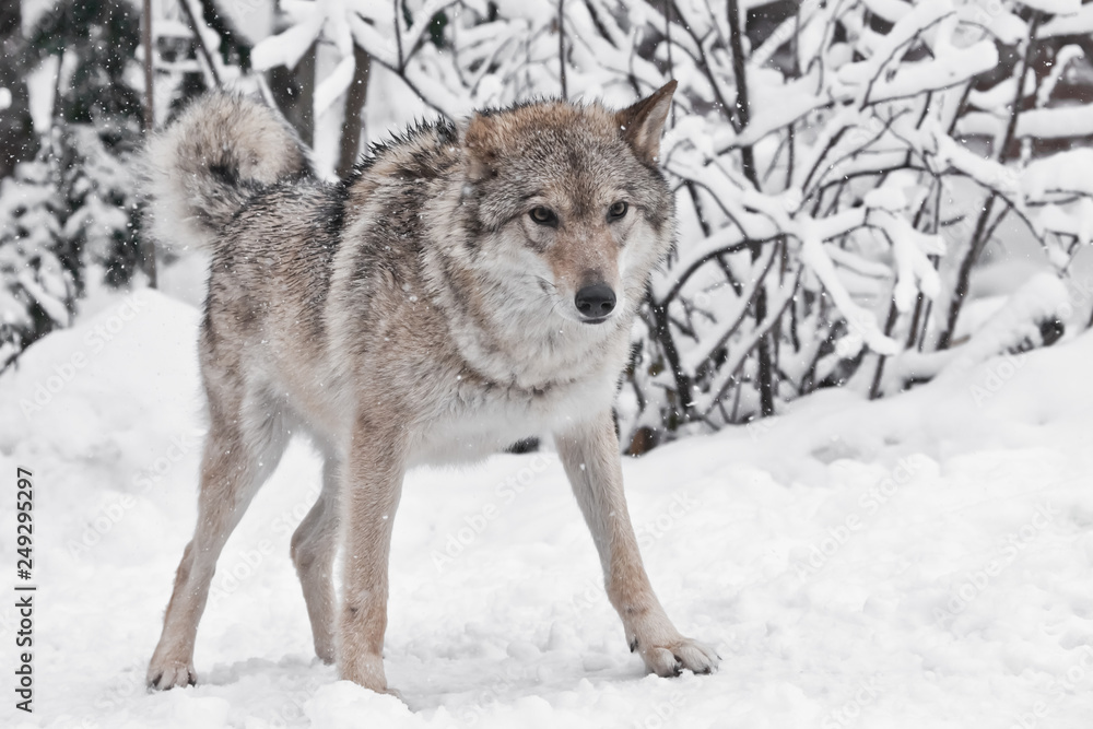 Beautiful and vigorous volodaya female wolf large plvnom against the snow-covered trees, a young strong animal