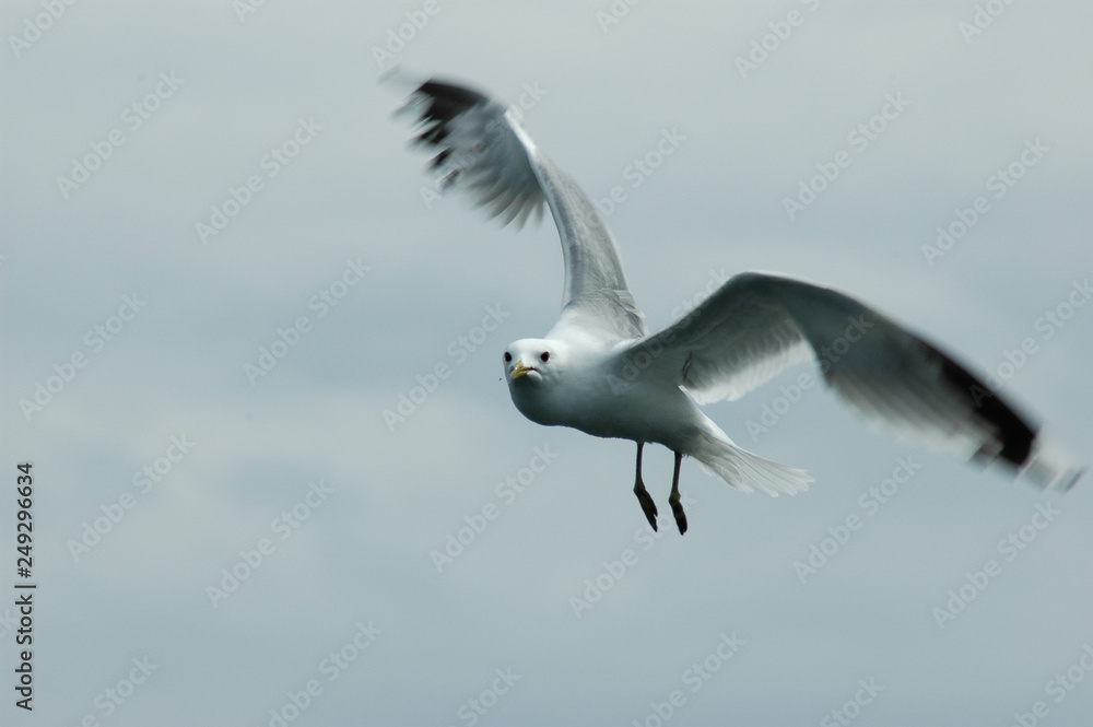 Obraz premium seagull in flight