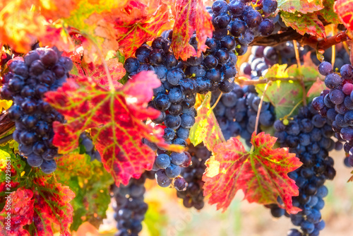 Blue grapes close-up with water drops and color autumn leaves, natural agricultural sunny background of vineyard for winemaking