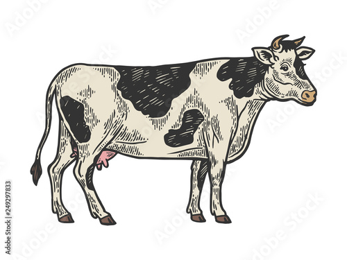 Cow rural farm animal color sketch engraving vector illustration. Scratch board style imitation. Black and white hand drawn image.