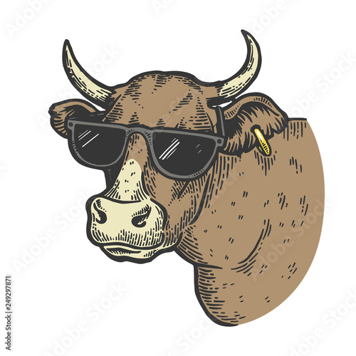 Cow animal in sunglasses color sketch engraving vector illustration. Scratch board style imitation. Black and white hand drawn image.