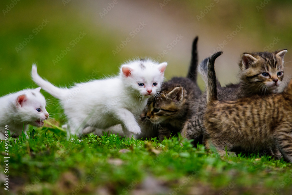 Fototapeta premium Group of little kittens in the grass