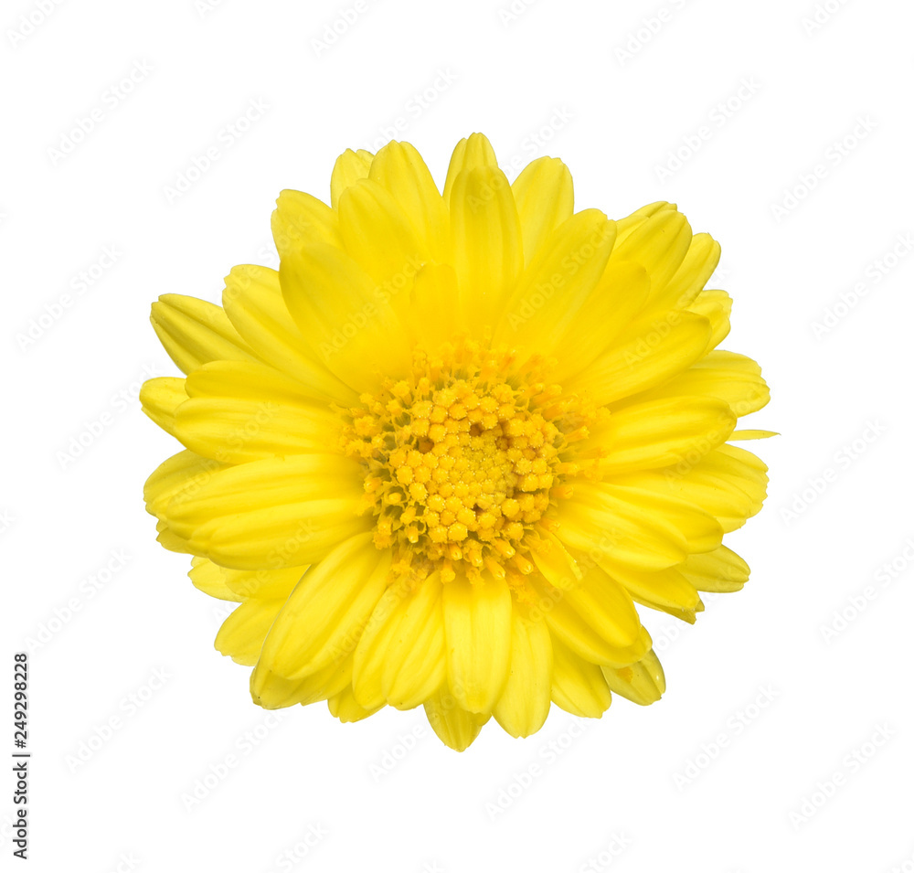 Top view of one chrysanthemum on white background Top view of one chrysanthemum on white background