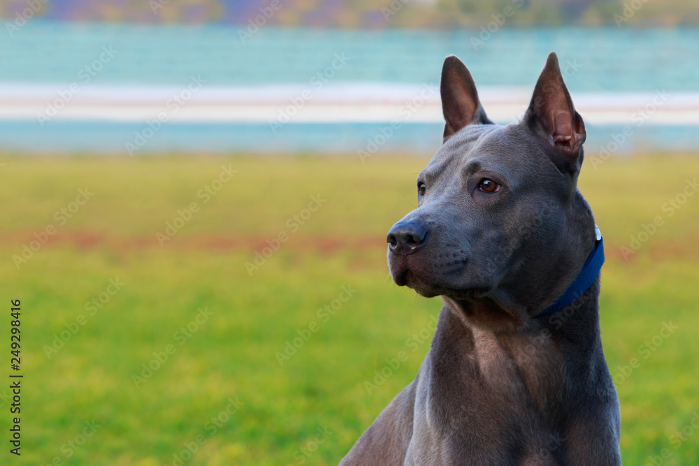 Dog breed Thai Ridgeback Dog breed Thai Ridgeback
