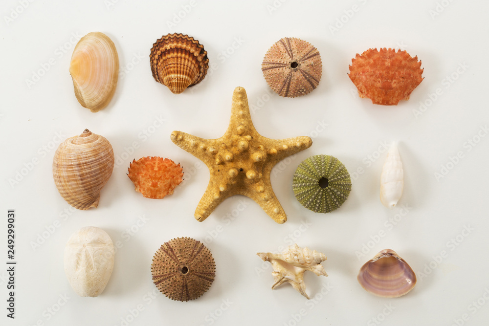 Colection of various sea animals urcihn, snail, sand dollar, shell, crab starfish Colection of various sea animals urcihn, snail, sand dollar, shell, crab starfish