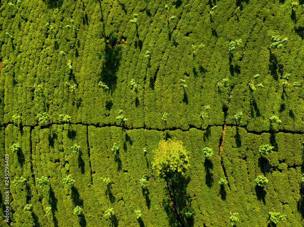 Aerial view of hills with tea plantation misty morning in Sri Lanka.