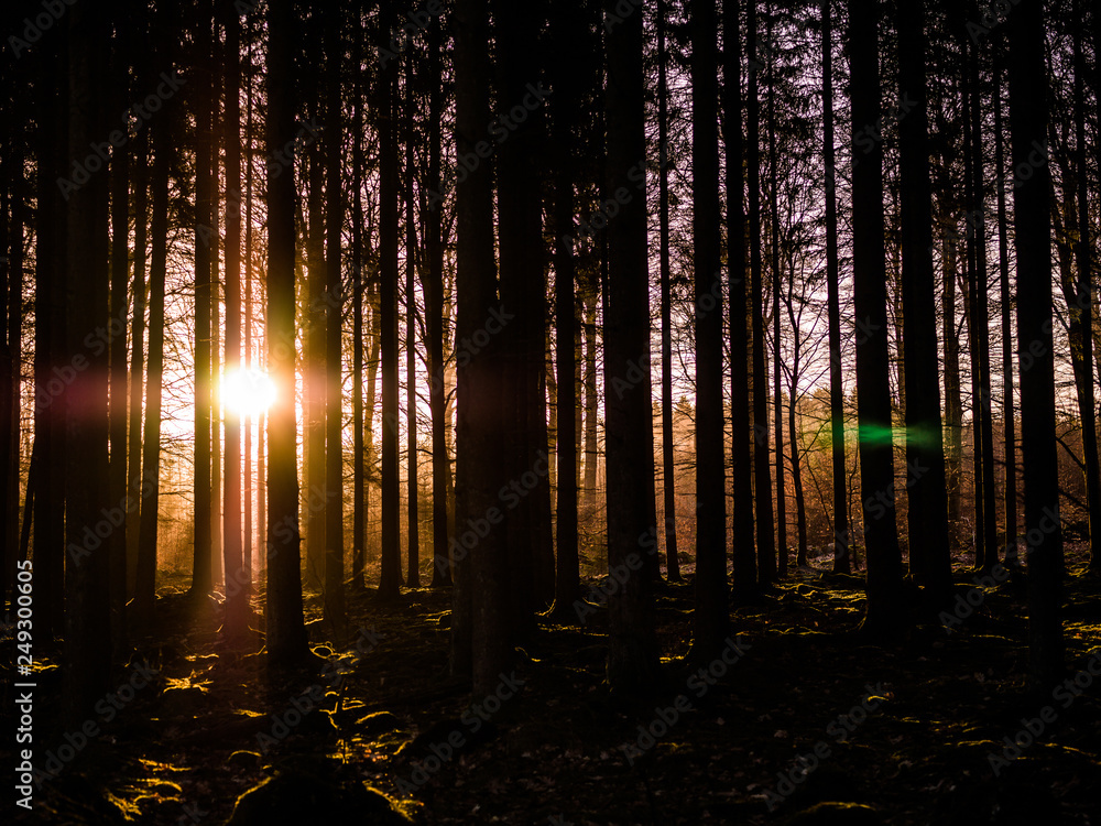 Obraz premium light in the forest